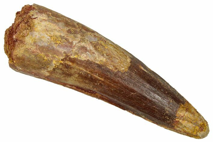 Fossil Spinosaurus Tooth - Real Dinosaur Tooth #353044